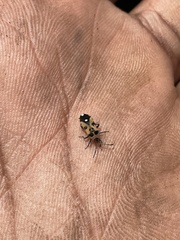 Horvathiolus delicatulus