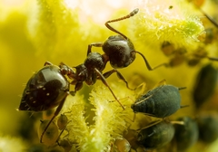 Crematogaster auberti