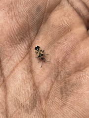 Horvathiolus delicatulus