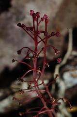 Sciaphila densiflora