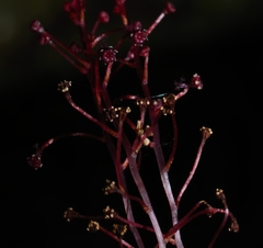 Sciaphila densiflora