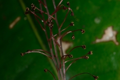 Sciaphila densiflora