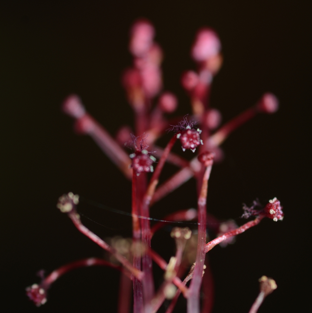 Sciaphila densiflora