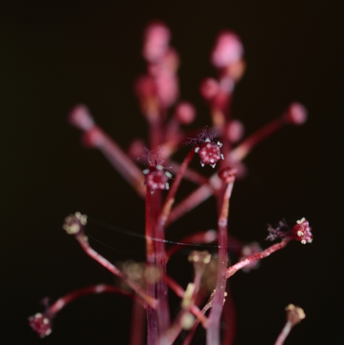 Sciaphila densiflora · iNaturalist Mexico