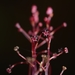 Sciaphila densiflora - Photo (c) Ehoarn Bidault,  זכויות יוצרים חלקיות (CC BY-NC), הועלה על ידי Ehoarn Bidault