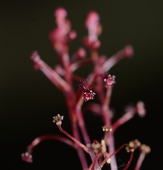 Sciaphila densiflora