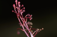 Sciaphila densiflora