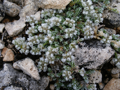 Paronychia aretioides