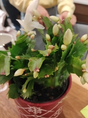 Schlumbergera buckleyi