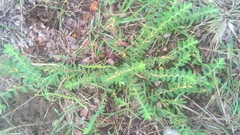 Crotalaria hebecarpa