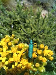 Hypocrites scabriusculus