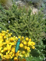 Hypocrites scabriusculus