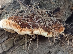 Inocutis tamaricis