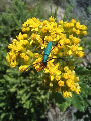 Hypocrites scabriusculus