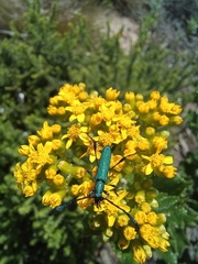 Hypocrites scabriusculus