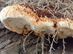 Inocutis tamaricis