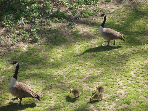 Canada Goose photographed in West Virginia