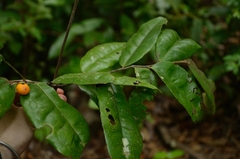 Diospyros ferrea