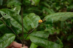 Diospyros ferrea