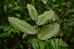 Diospyros ferrea