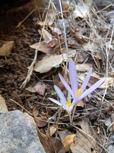 Colchicum stevenii Kunth