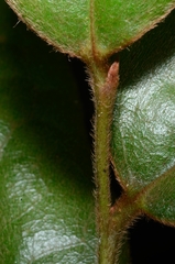 Diospyros ferrea