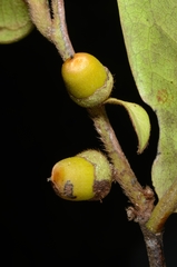 Diospyros ferrea
