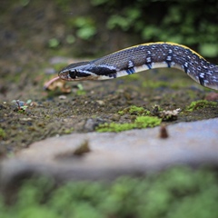 Coelognathus flavolineatus