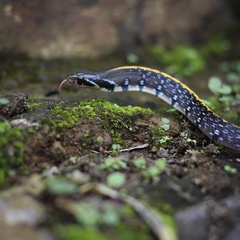 Coelognathus flavolineatus