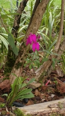 Masdevallia coccinea