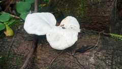 Oudemansiella australis