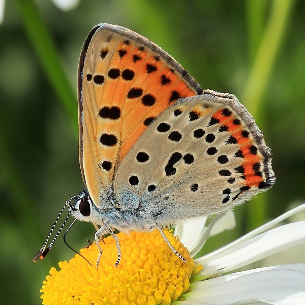 Purple-shot Copper