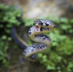 Coelognathus flavolineatus