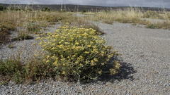 Helichrysum revolutum