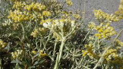 Helichrysum revolutum