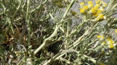 Helichrysum revolutum