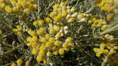 Helichrysum revolutum