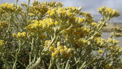 Helichrysum revolutum