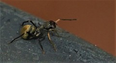 Myrmarachne kuwagata