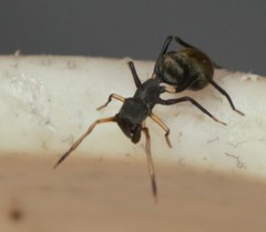 Myrmarachne kuwagata
