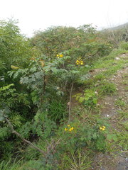 Erythrostemon mexicanus