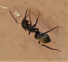 Myrmarachne kuwagata