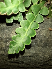 Asplenium ceterach