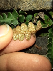 Asplenium ceterach