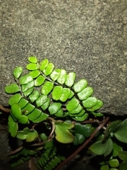 Asplenium trichomanes
