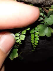 Asplenium trichomanes
