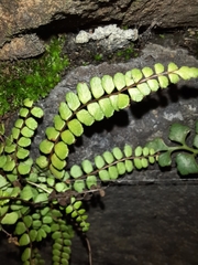 Asplenium trichomanes