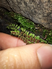 Asplenium trichomanes