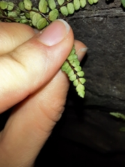 Asplenium trichomanes