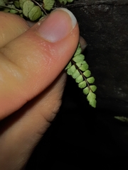 Asplenium trichomanes